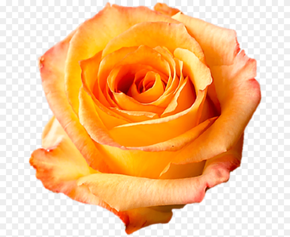 Caribbean Orange Roses Wholesale Mid Stem 40 Cm Fresh, Flower, Plant, Rose, Petal Free Transparent Png