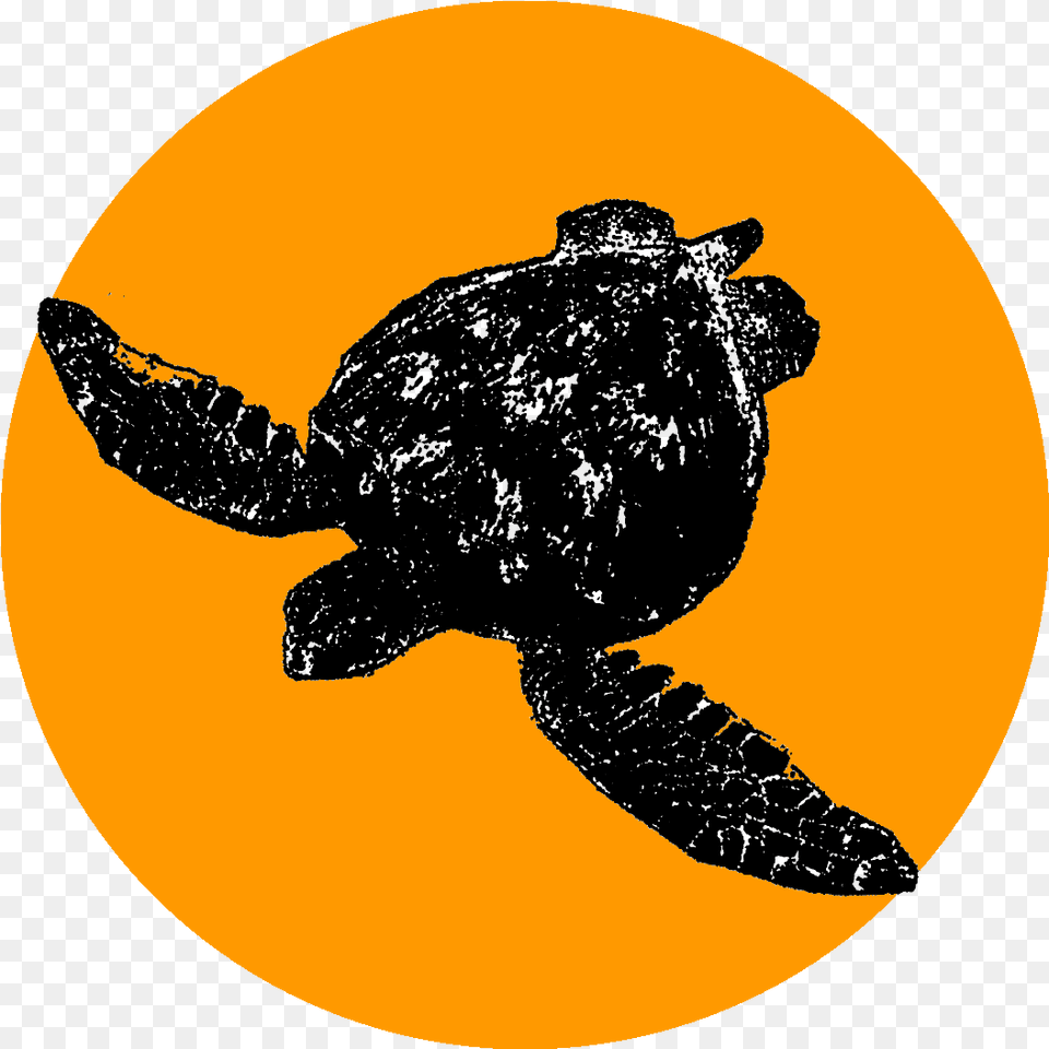 Caribbean Reef Buddy Blog Olive Ridley Sea Turtle, Sea Turtle, Sea Life, Reptile, Animal Png Image