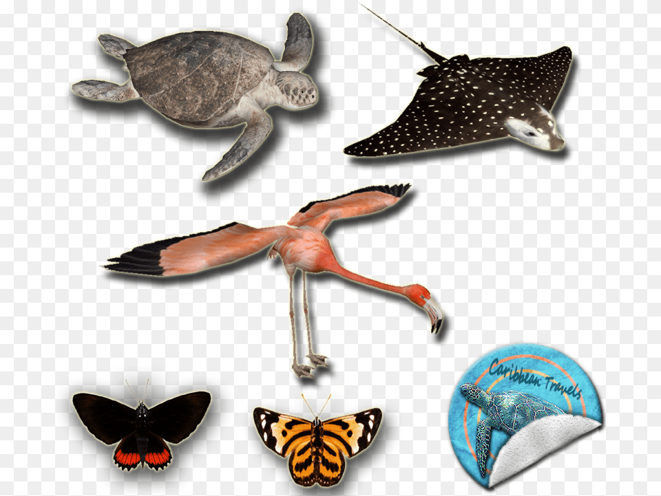 Caribbean Travels Pack Animal Figure, Reptile, Sea Life, Turtle, Bird Free Png