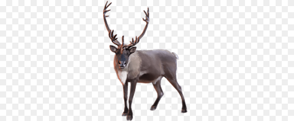 Caribou, Animal, Deer, Elk, Mammal Free Png Download