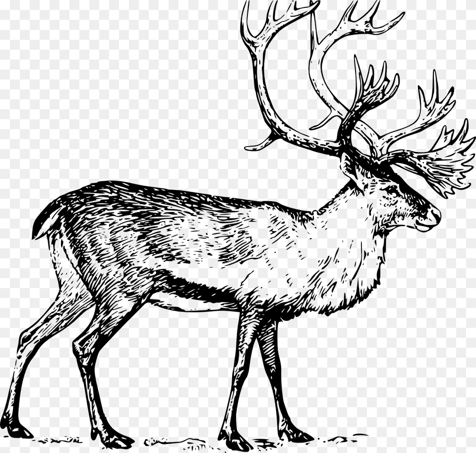 Caribou Black White Line Art, Animal, Deer, Mammal, Wildlife Png