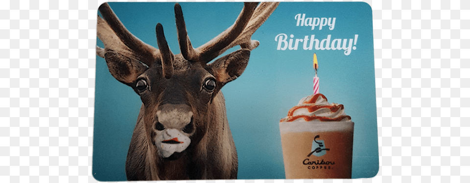 Caribou Card Happy Birthday Met Your Mother Birthday, Animal, Deer, Elk, Mammal Free Transparent Png