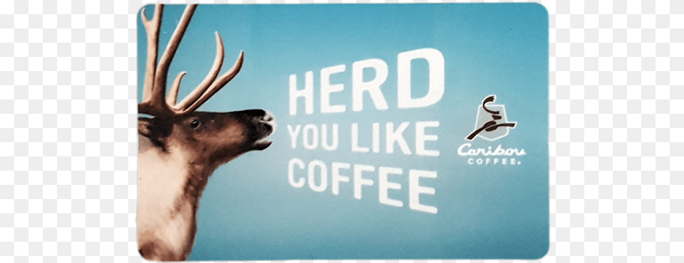 Caribou Card Herd You Like Coffee Keep Calm And Make Coffee, Animal, Deer, Mammal, Wildlife Free Png