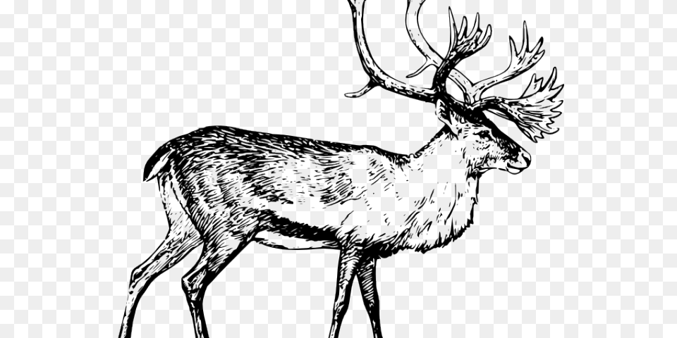 Caribou Clipart Polar Express, Animal, Deer, Elk, Mammal Free Png
