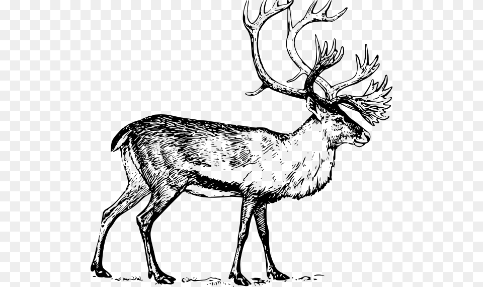 Caribou Images 600 X, Gray Free Png
