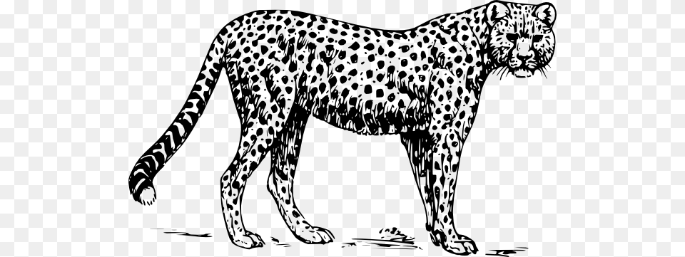 Caribou Print Colouring Picture Of A Cheetah, Animal, Mammal, Wildlife, Panther Free Transparent Png