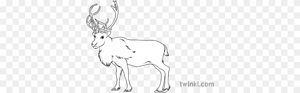 Caribou Reindeer Science Canadian Animals Canada Wildlife Black And White Pictures Of A Caribou, Animal, Deer, Mammal, Canine Png Image