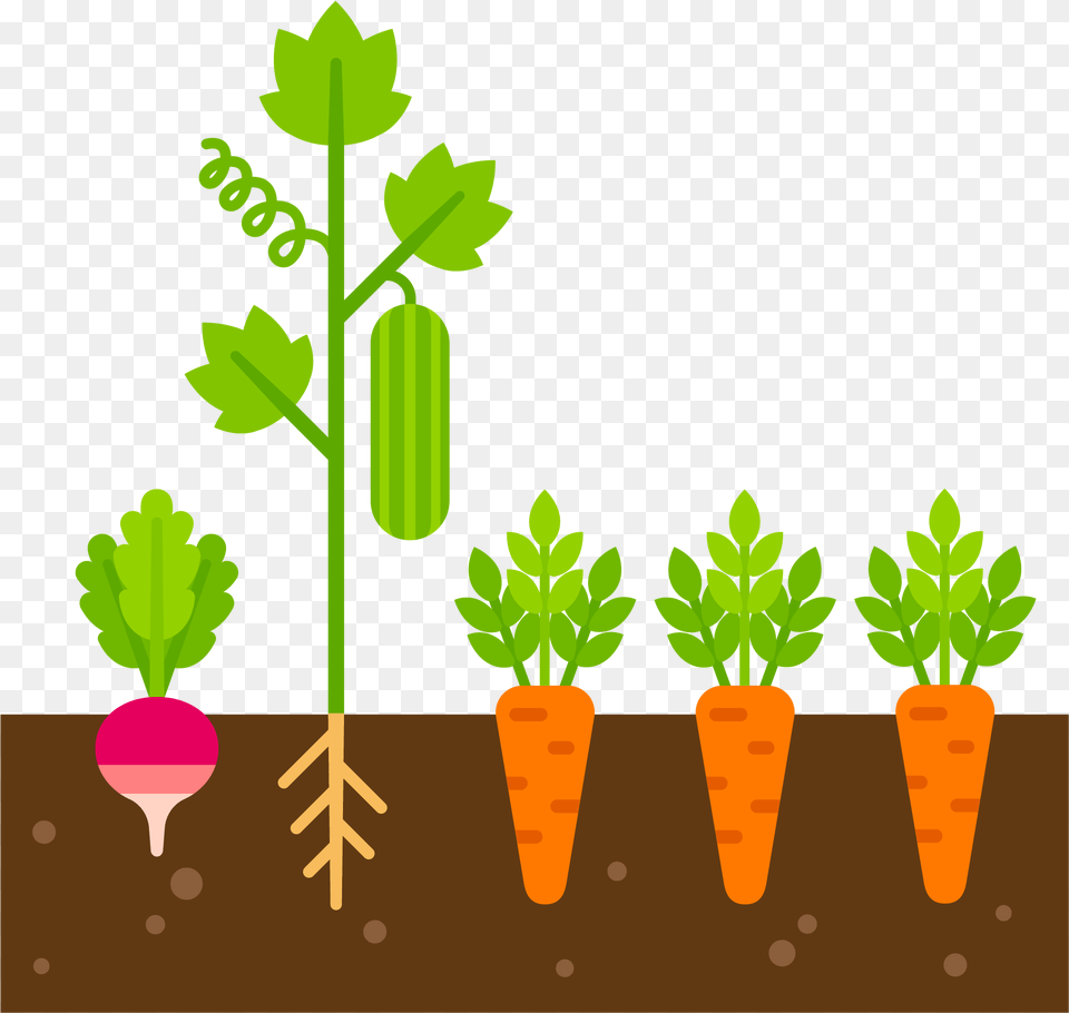 Caring Clipart Care Plant Clip Art Vegetable Plant, Potted Plant, Herbs, Leaf, Jar Free Png