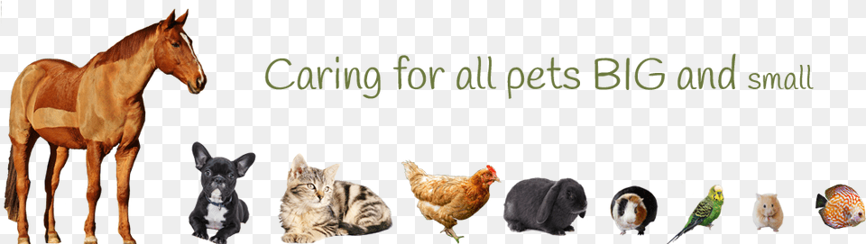 Caring For Pets Big And Small Pets Big To Small, Animal, Fowl, Poultry, Chicken Free Png Download