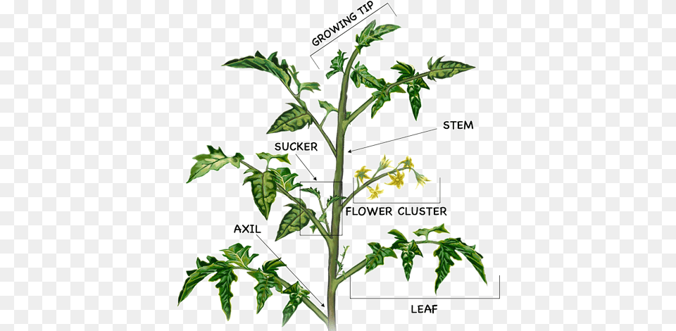 Caring For The Star Of Garden Bufco Blog Prune A Tomato Plant, Grass, Amaranthaceae, Flower, Vegetation Free Transparent Png
