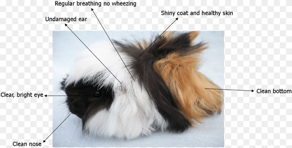 Caring For Your Guinea Pig Fly Strike Guinea Pigs, Animal, Canine, Dog, Mammal Png Image