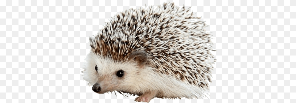 Carl The Hedgehog Iphone Hedgehogs, Animal, Mammal, Rat, Rodent Free Transparent Png