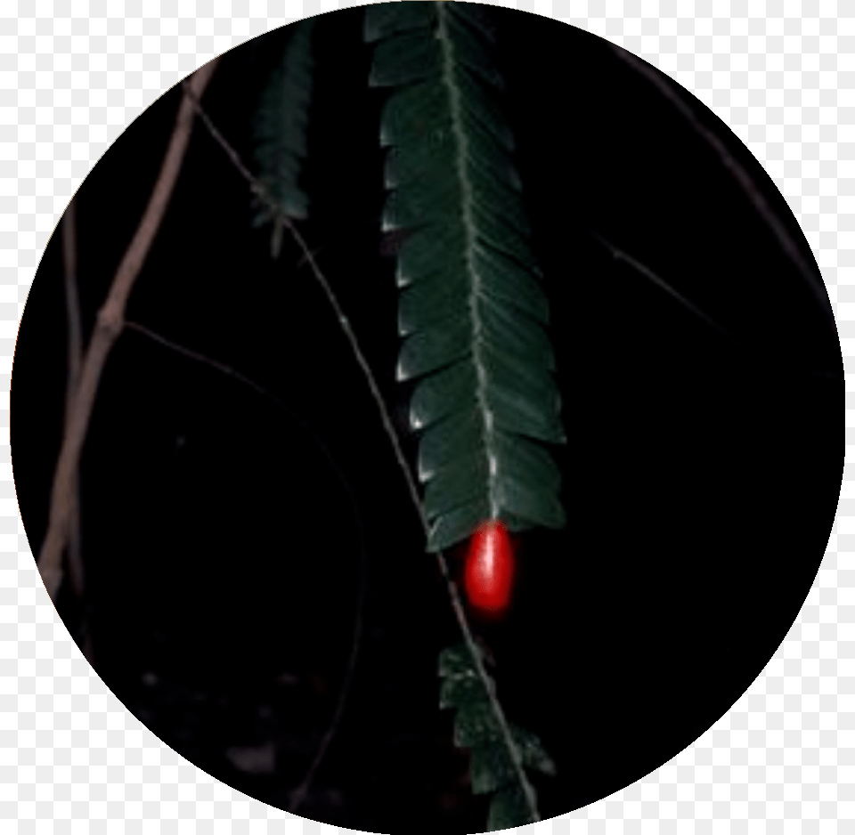 Carmine, Tree, Plant, Leaf, Conifer Png