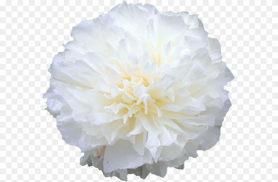 Carnation, Flower, Plant, Rose Free Png Download