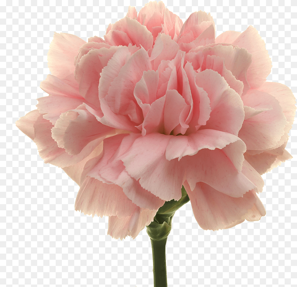 Carnation, Flower, Plant, Rose Png Image