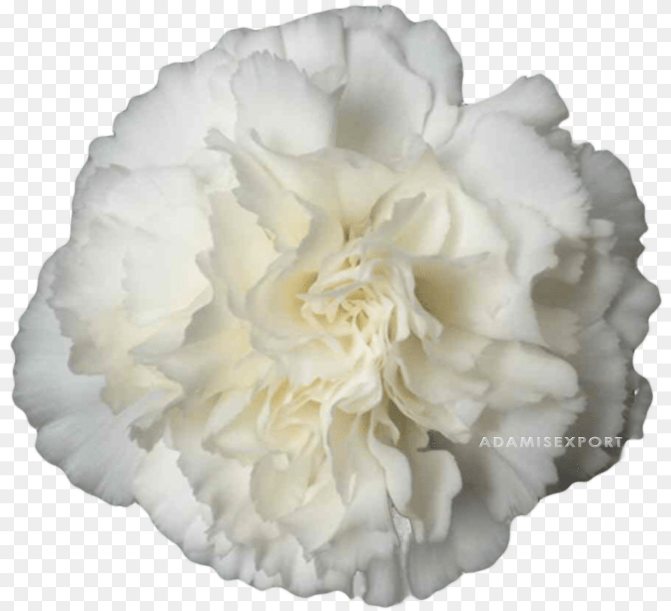 Carnation, Flower, Plant, Rose Free Png