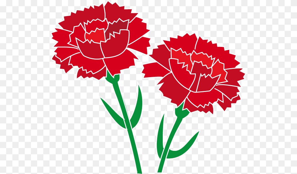 Carnation, Flower, Plant, Dynamite, Weapon Free Transparent Png