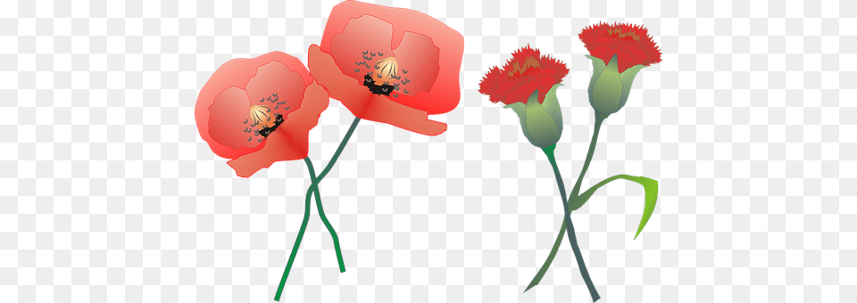 Carnation Flower, Plant, Poppy, Dynamite Free Png