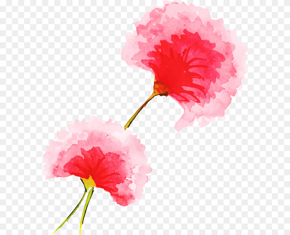 Carnation, Flower, Plant, Petal Free Png