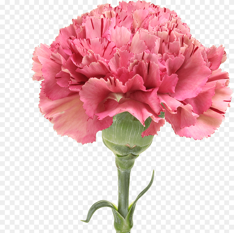 Carnation, Flower, Plant Free Transparent Png