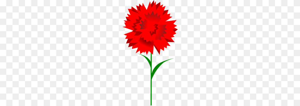 Carnation Flower, Leaf, Plant, Dahlia Png