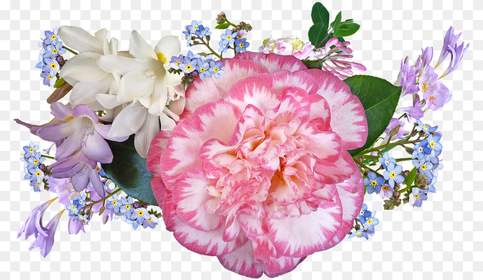 Carnation, Flower, Flower Arrangement, Flower Bouquet, Plant Free Png Download