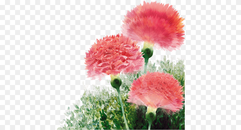 Carnation, Flower, Plant Free Png Download