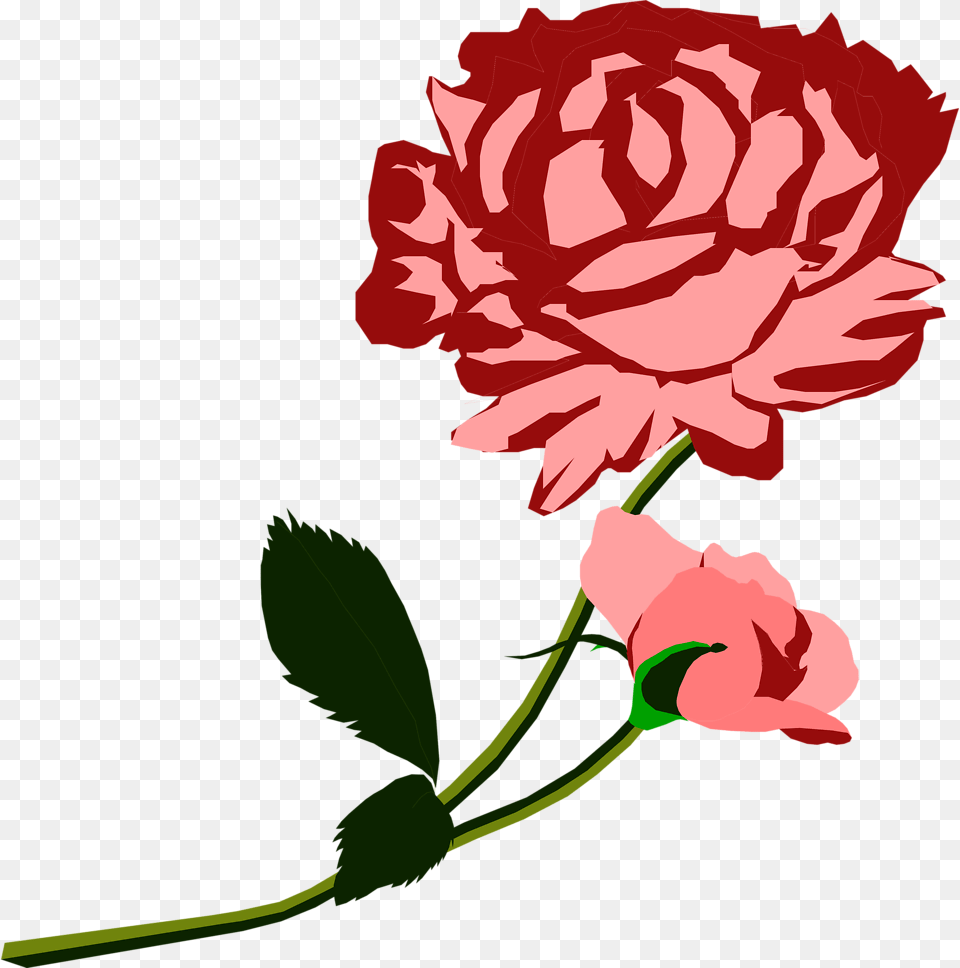 Carnation, Flower, Plant, Rose Free Png