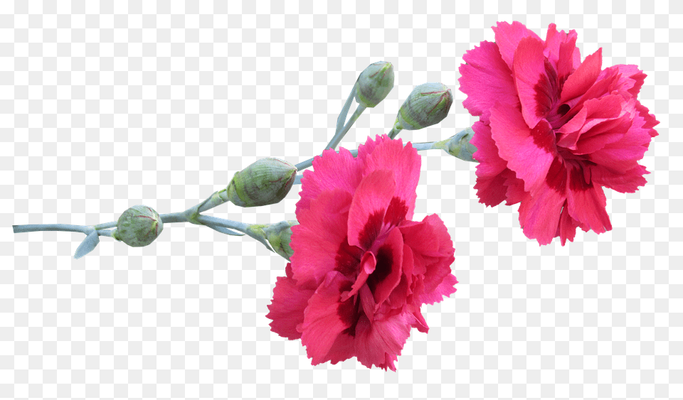 Carnation Flower, Plant, Rose Png Image