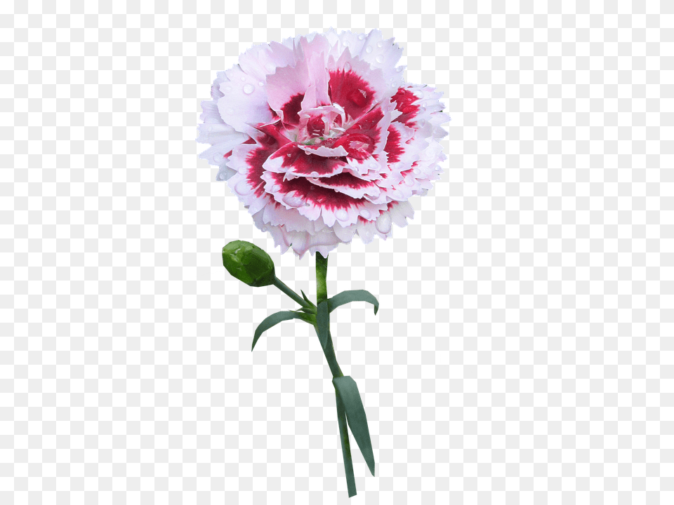 Carnation Flower, Plant Png