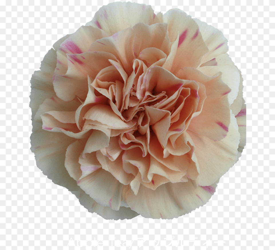 Carnation, Flower, Plant, Rose Free Transparent Png