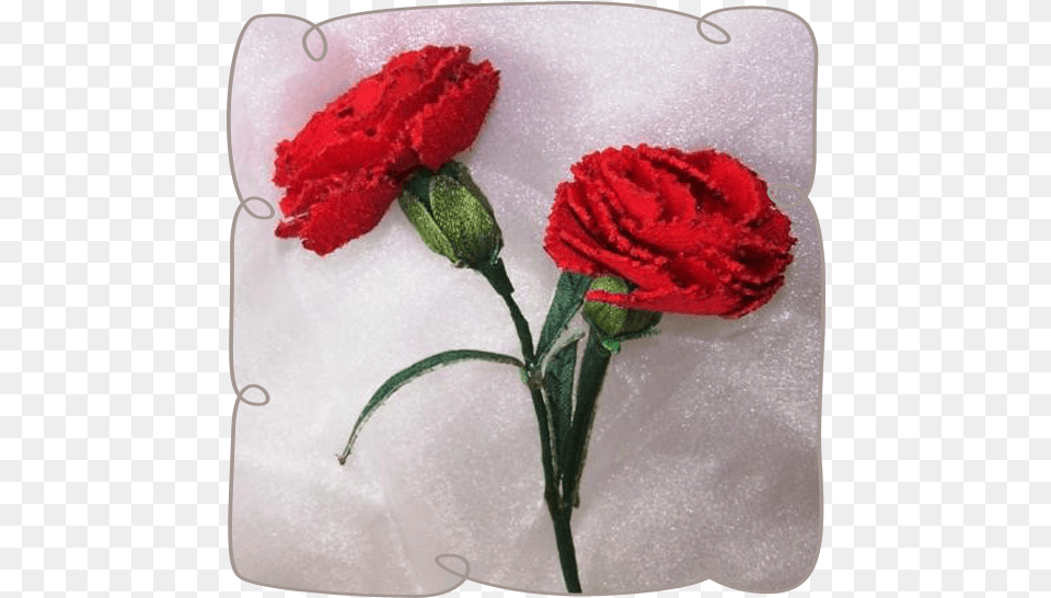 Carnation, Flower, Plant, Rose Png Image
