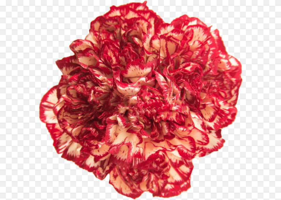 Carnation, Flower, Plant, Rose Free Png