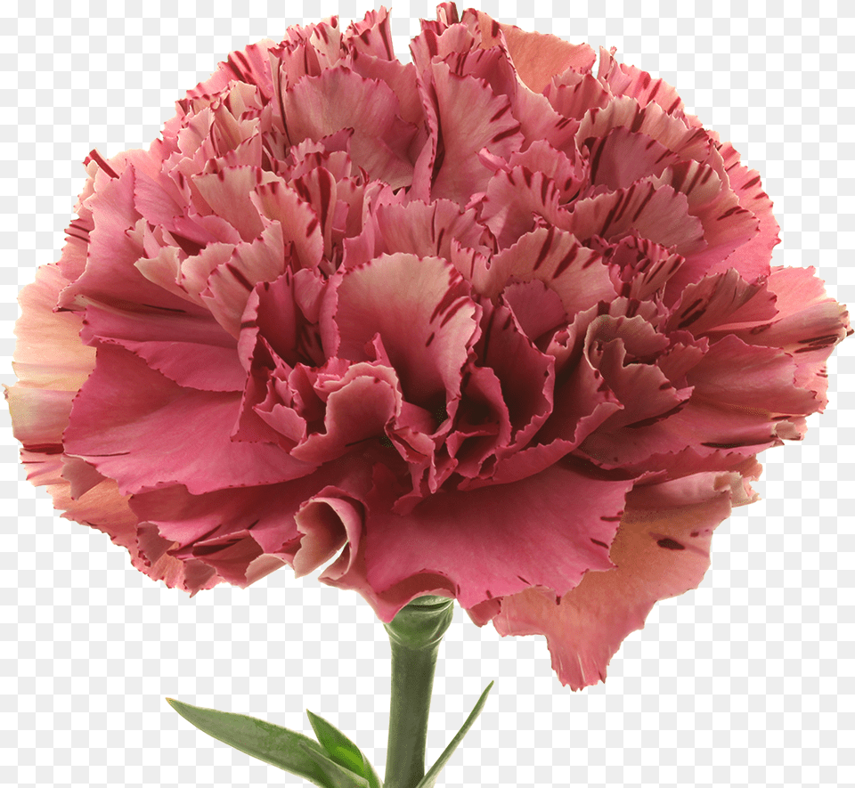 Carnation, Flower, Plant, Rose Free Png