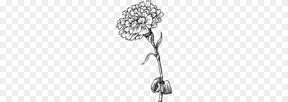 Carnation Gray Free Png Download