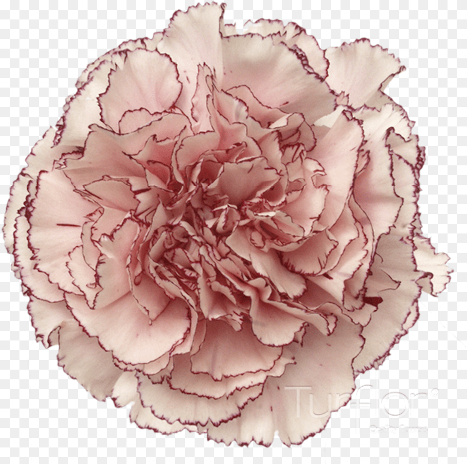 Carnation, Flower, Plant, Rose Free Png Download