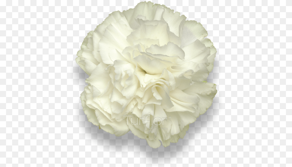 Carnation, Flower, Plant, Rose Free Png Download