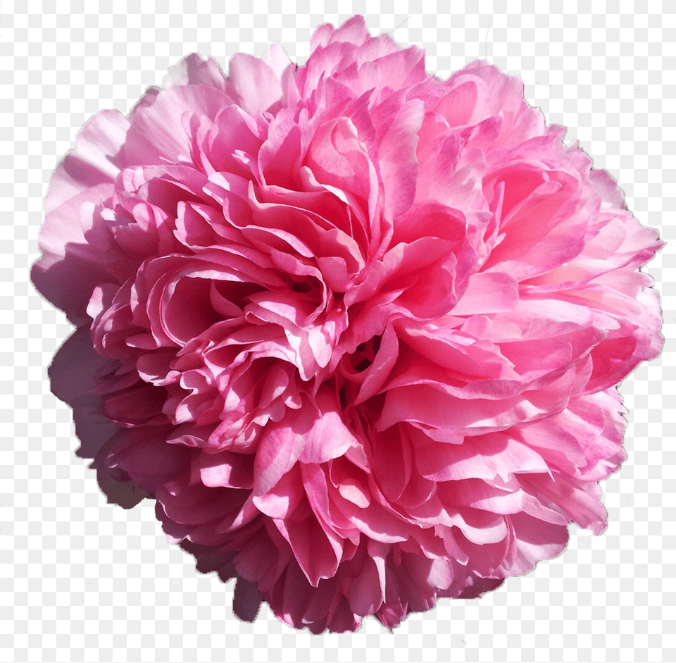 Carnation, Dahlia, Flower, Plant, Rose Png Image