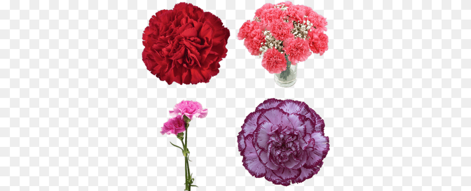 Carnation Blue Copernico, Flower, Plant Png Image