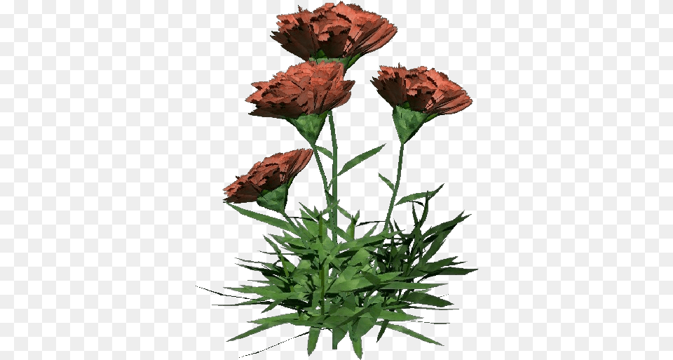 Carnation Bouquet, Flower, Plant, Potted Plant, Grass Free Png Download