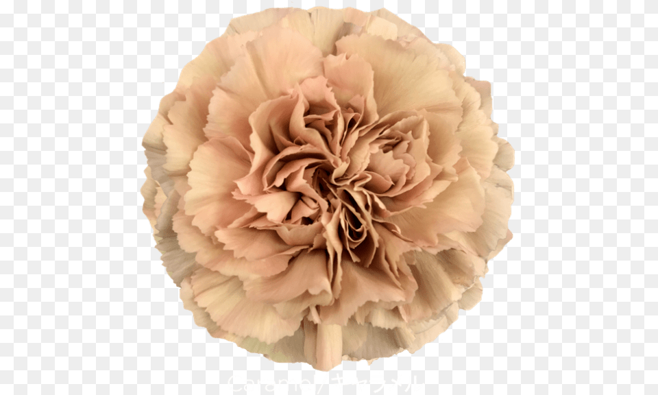 Carnation Caramel Beige Flowers, Flower, Plant, Rose Png Image