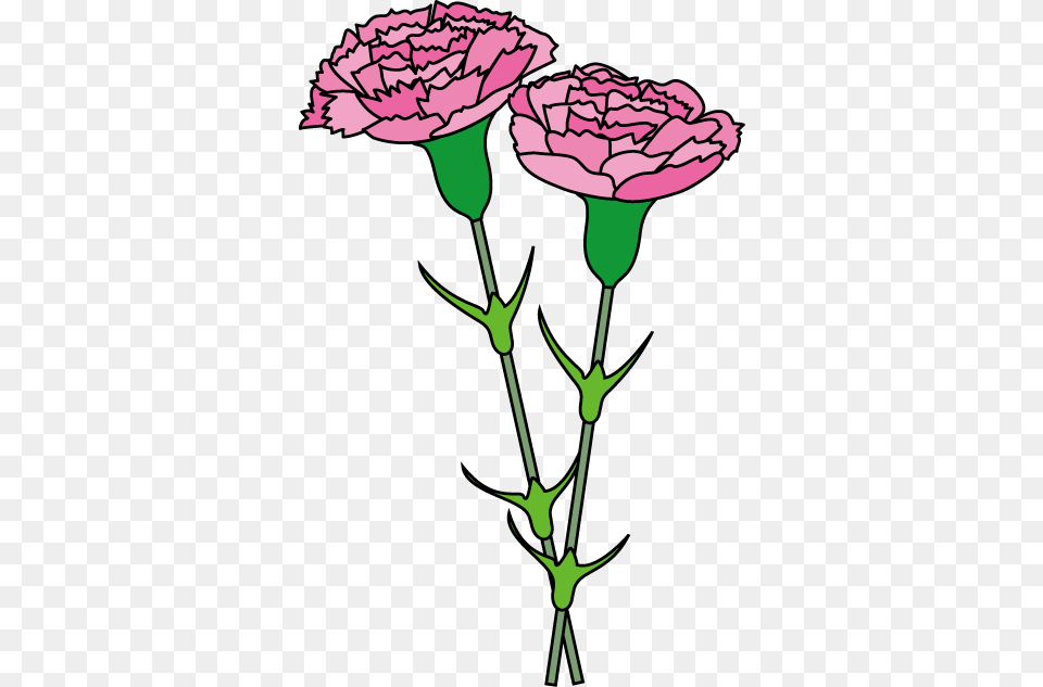 Carnation Clip Art, Flower, Plant Png Image