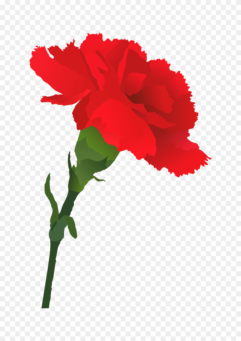 Carnation Clip Art, Flower, Plant, Person, Rose Png Image