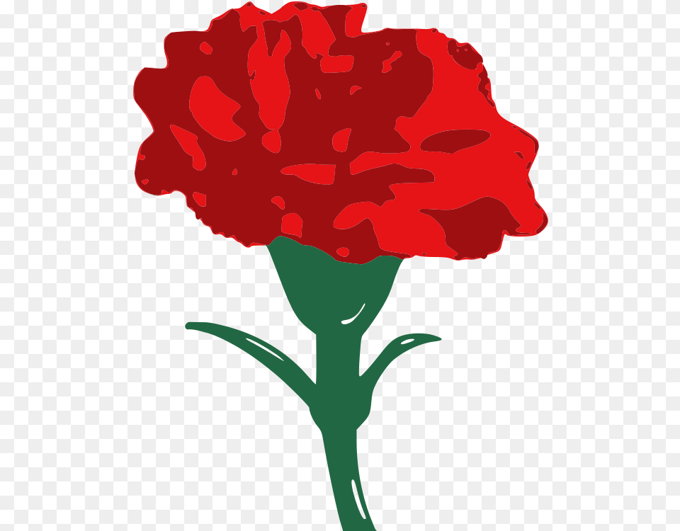 Carnation Clip Art Red Carnation, Flower, Plant, Person Png Image
