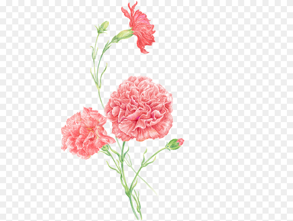 Carnation Clip Art Women Flower Pink Pink Carnations, Plant, Animal, Bird, Chicken Free Png Download