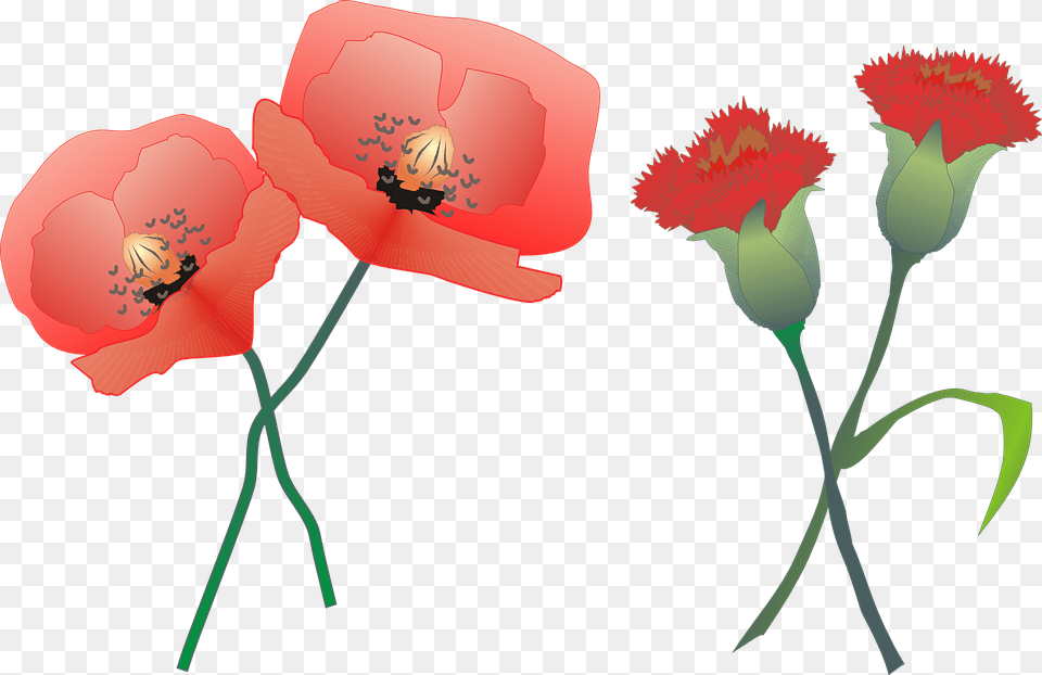 Carnation Clipart Yucca Flower Carnation And Poppy, Plant, Dynamite, Weapon Png Image