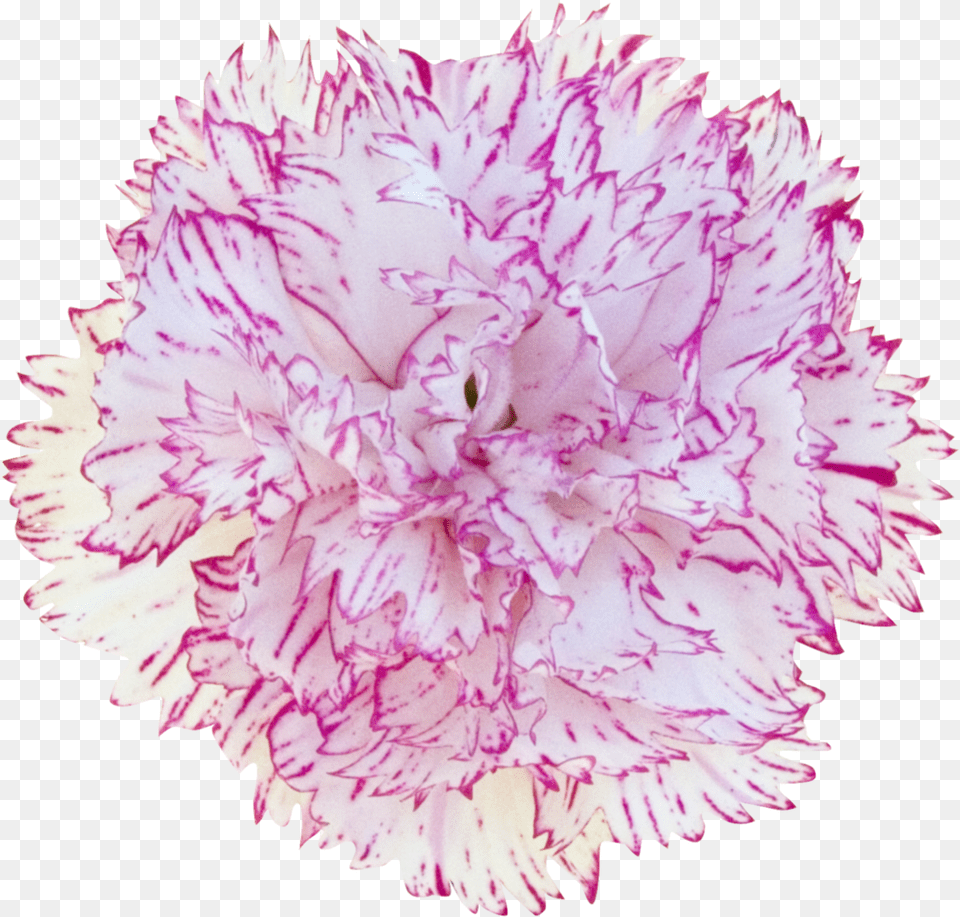 Carnation Dianthus, Flower, Plant, Rose Png