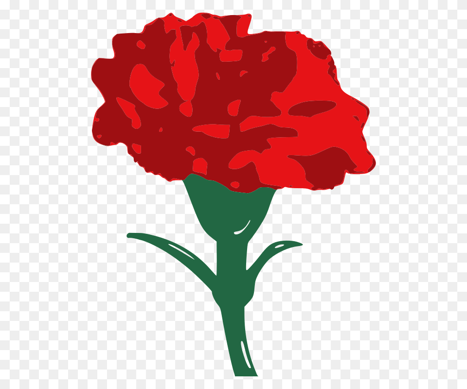 Carnation Download Vector, Flower, Plant, Person Png Image