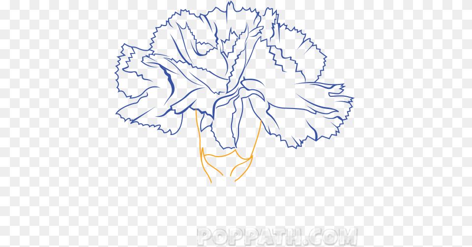 Carnation Drawing At Getdrawings Drawing, Flower, Plant Png