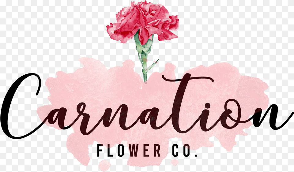 Carnation Final One Cell In The Sea, Flower, Plant, Rose, Petal Free Png